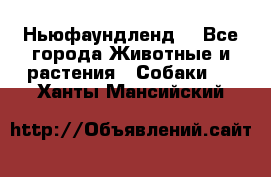 Ньюфаундленд  - Все города Животные и растения » Собаки   . Ханты-Мансийский